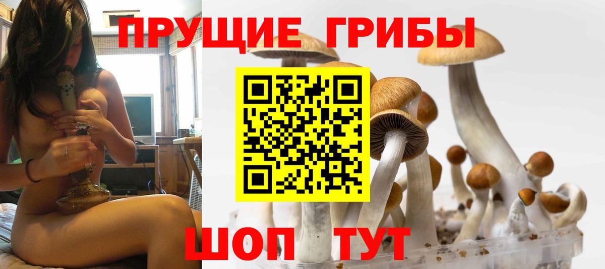 Богданович  Галлюциногенные грибы прущие грибы  Вход с VPN  что такое   Псилоцибиновые грибы Psilocybine cubensis 